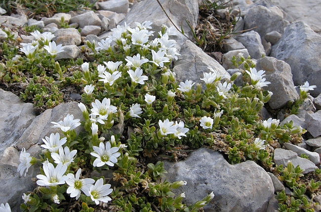 Cerastium thomasii